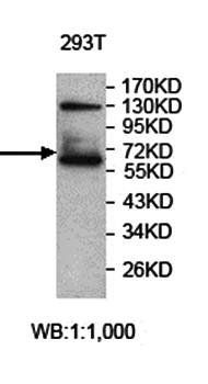 ZNF490 Rabbit Polyclonal Antibody