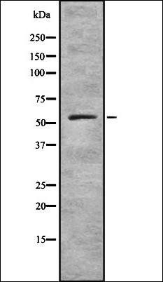 ZNF497 antibody