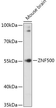 ZNF500 antibody