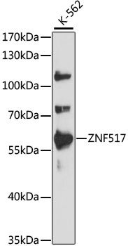 ZNF517 antibody