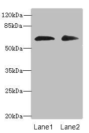 ZNF529 Antibody