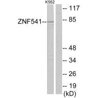 ZNF541 antibody