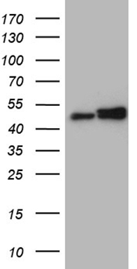 ZNF543 antibody