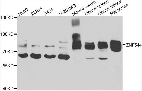 ZNF544 antibody