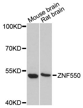 ZNF550 antibody