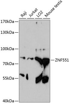 ZNF551 antibody