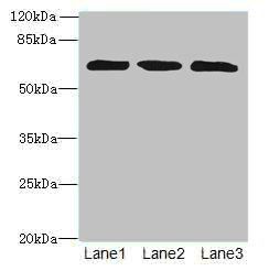 ZNF554 antibody