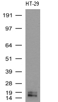 ZNF558 antibody