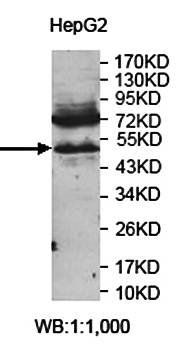 ZNF562 antibody