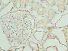 ZNF563 Antibody