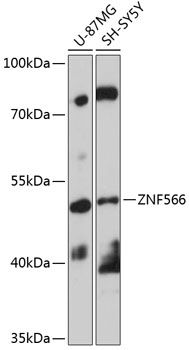 ZNF566 antibody