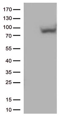 ZNF572 antibody