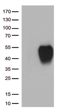 ZNF583 antibody