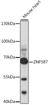 ZNF587 antibody