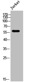ZNF596 antibody
