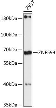 ZNF599 antibody