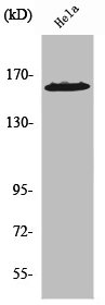 ZNF608 antibody