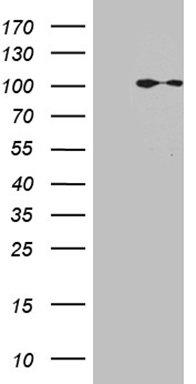 ZNF610 Antibody