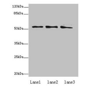 ZNF610 antibody
