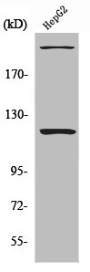 ZNF638 antibody