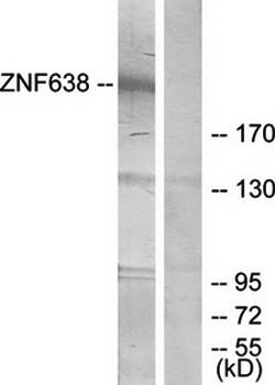 ZNF638 Antibody