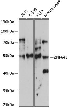 ZNF641 antibody