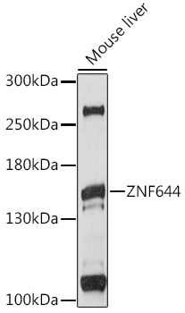 ZNF644 antibody