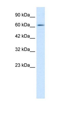 ZNF649 antibody