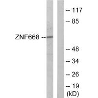 ZNF668 antibody