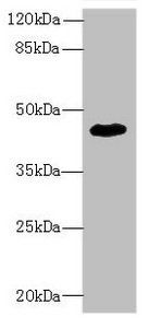 ZNF670 Antibody