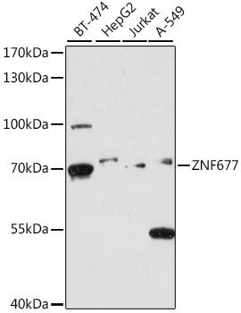 ZNF677 antibody