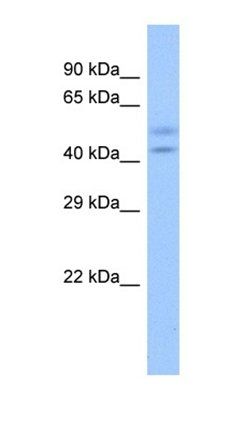 ZNF679 antibody