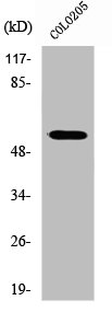 ZNF682 antibody