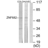 ZNF682 antibody