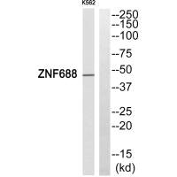 ZNF688 antibody