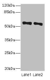 ZNF689 antibody