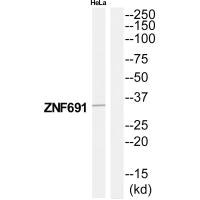 ZNF691 Antibody