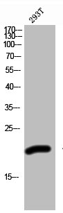 ZNF695 antibody