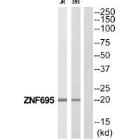 ZNF695 antibody