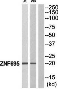 ZNF695 antibody