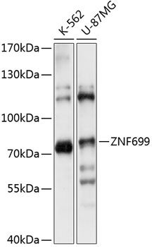 ZNF699 antibody