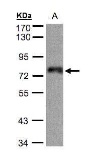 ZNF7 Rabbit Polyclonal Antibody