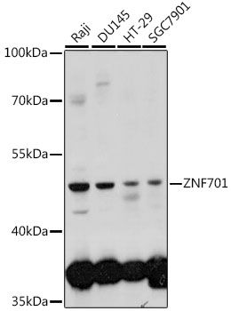 ZNF701 antibody