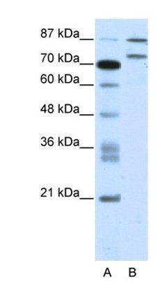 ZNF709 antibody