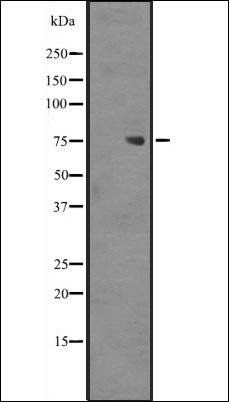 ZNF709 antibody