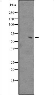ZNF713 antibody