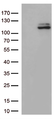 ZNF718 antibody