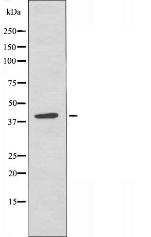 ZNF75 antibody