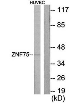 ZNF75 antibody