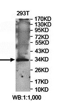 ZNF75A antibody